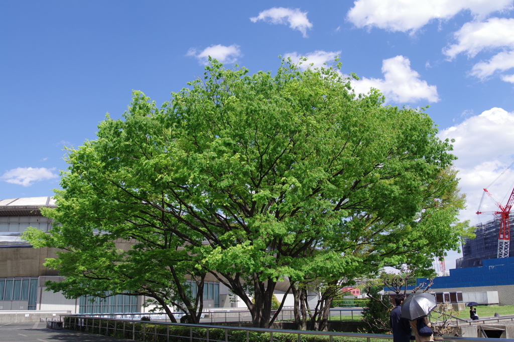 ケヤキ_東京体育館