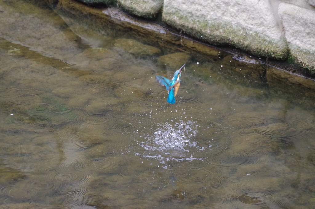 カワセミ_妙正寺川