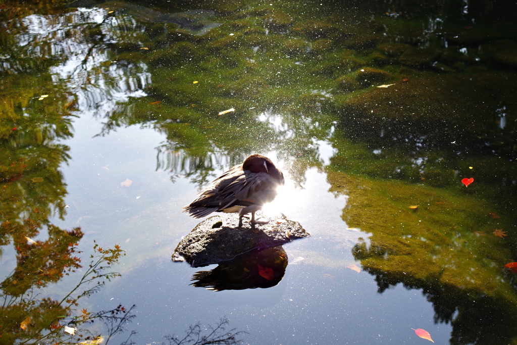 カモ_蚕糸の森公園