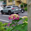 アジサイ_青梅街道