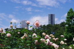 バラ_新宿御苑