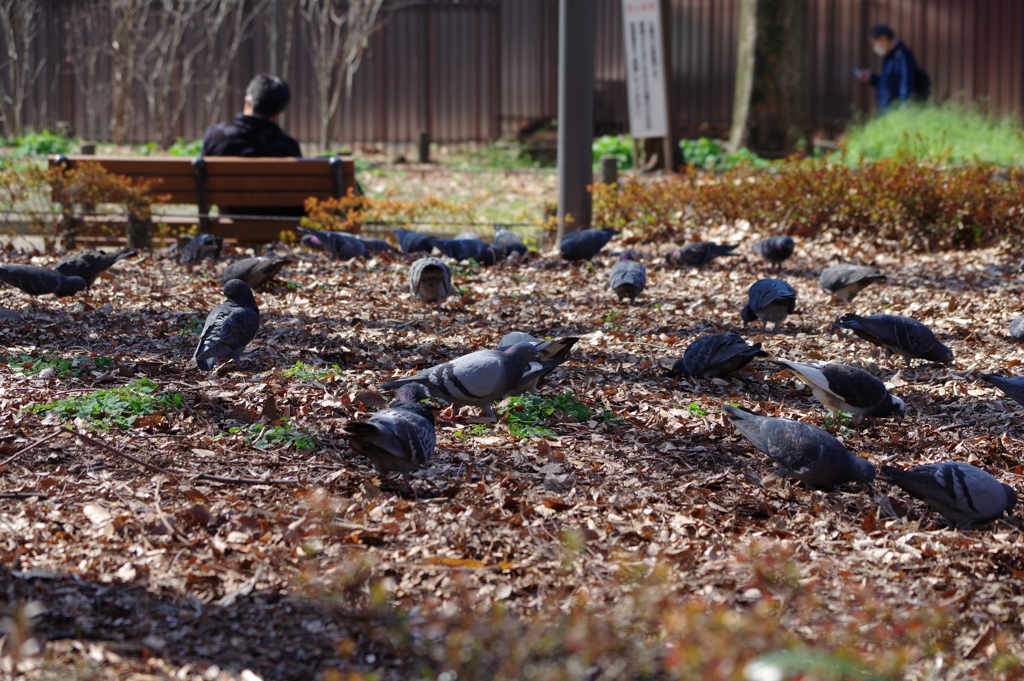 鳩_新宿中央公園