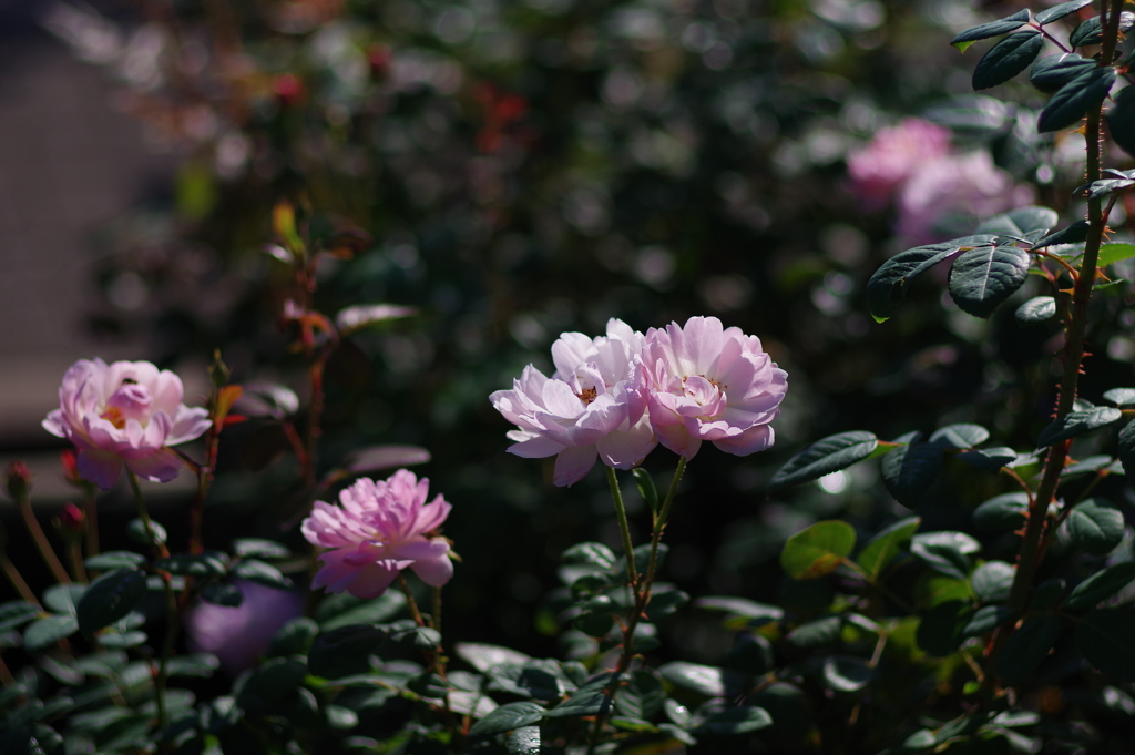 薔薇_神代植物公園