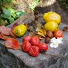 秋の実り_林芙美子記念館