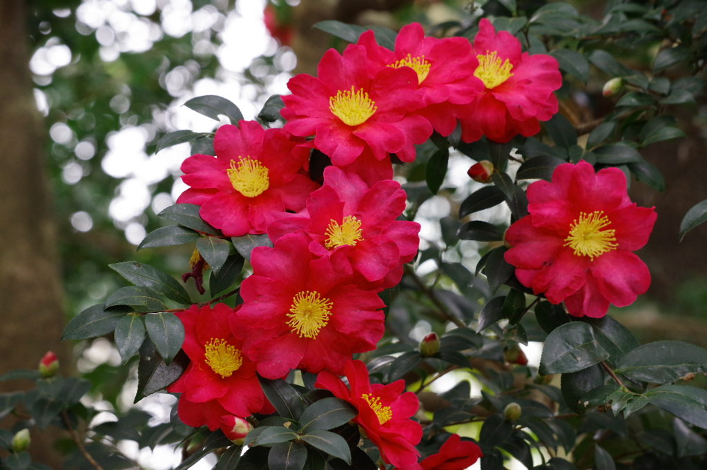 山茶花_新宿御苑