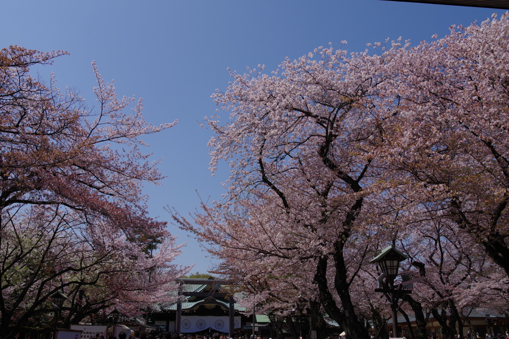 桜_靖国神社