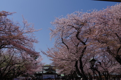 桜_靖国神社