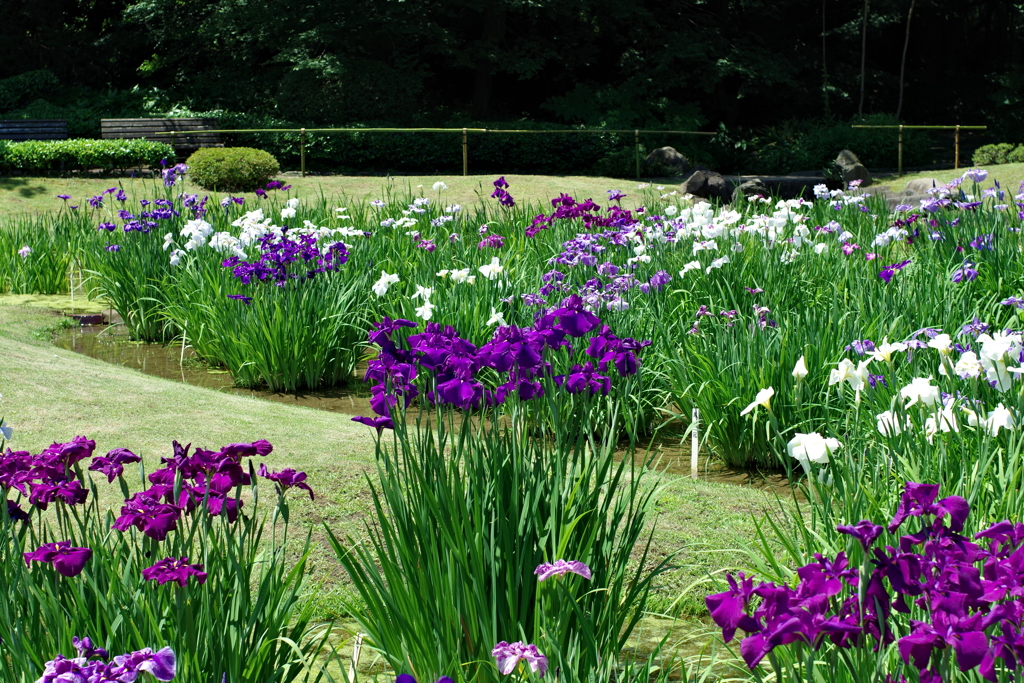 ハナショウブ_皇居東御苑二の丸庭園