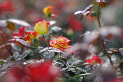 バラ_神代植物公園
