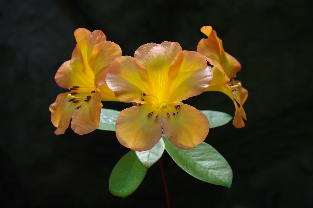 大温室の花_新宿御苑