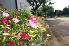 ポーチュラカ_浮間公園