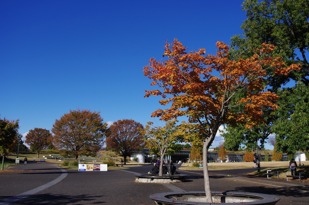 昭和記念公園