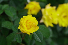 バラ_神代植物公園