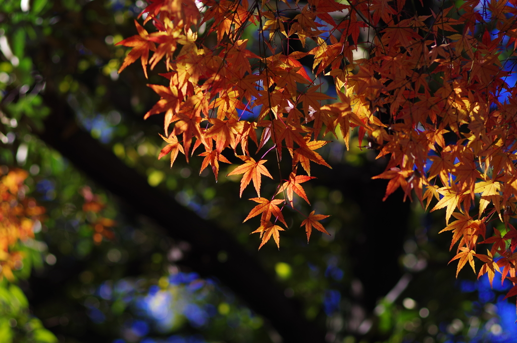 紅葉_紅葉山公園