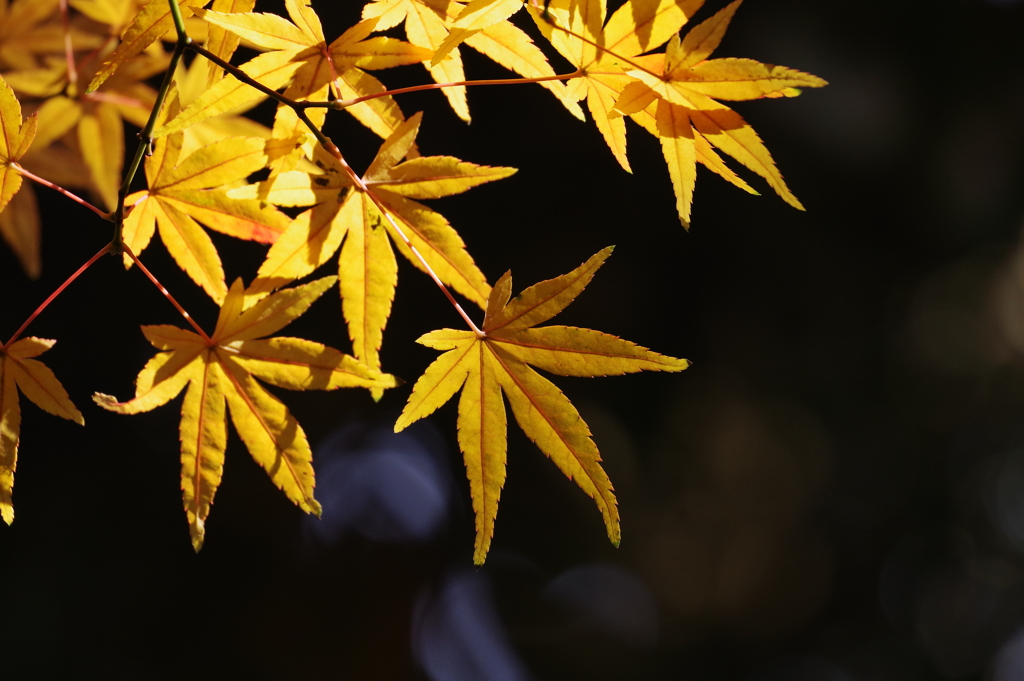 紅葉_紅葉山公園