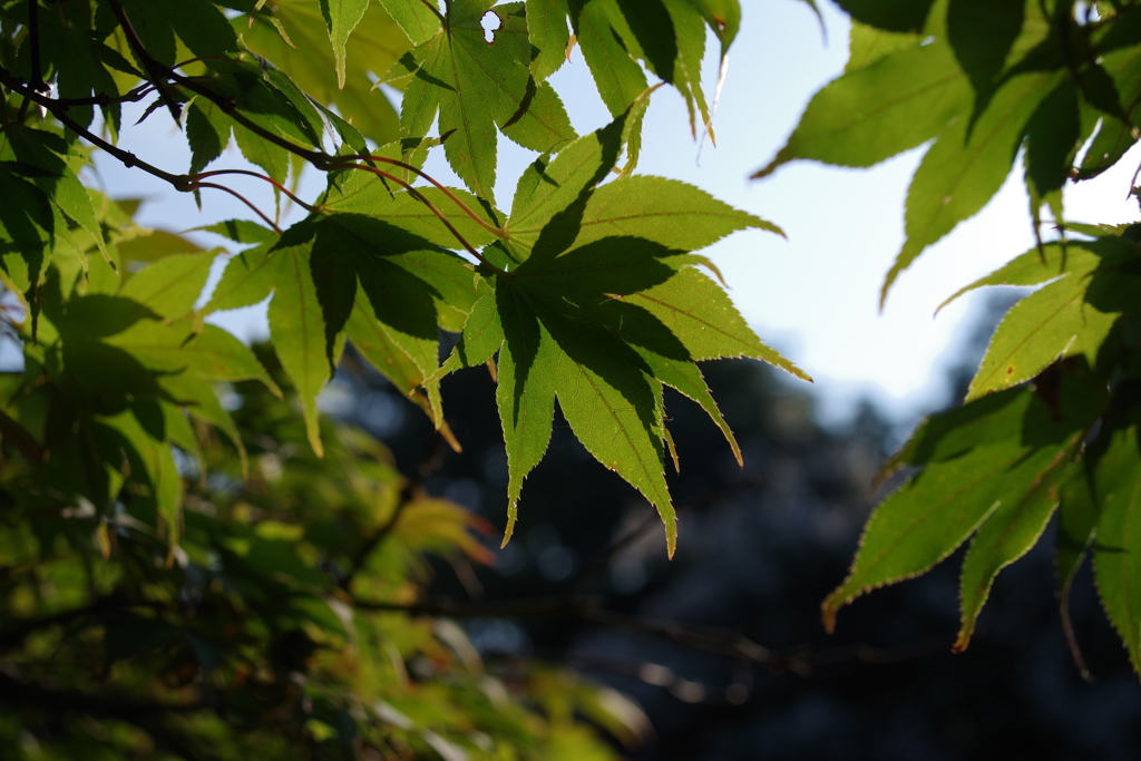 カエデ_蚕糸の森公園