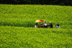 レモンブライト_昭和記念公園