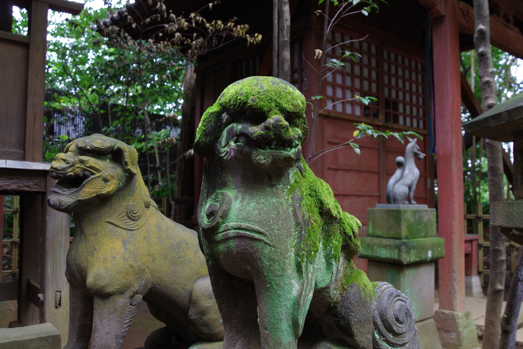 狛犬_渋谷氷川神社