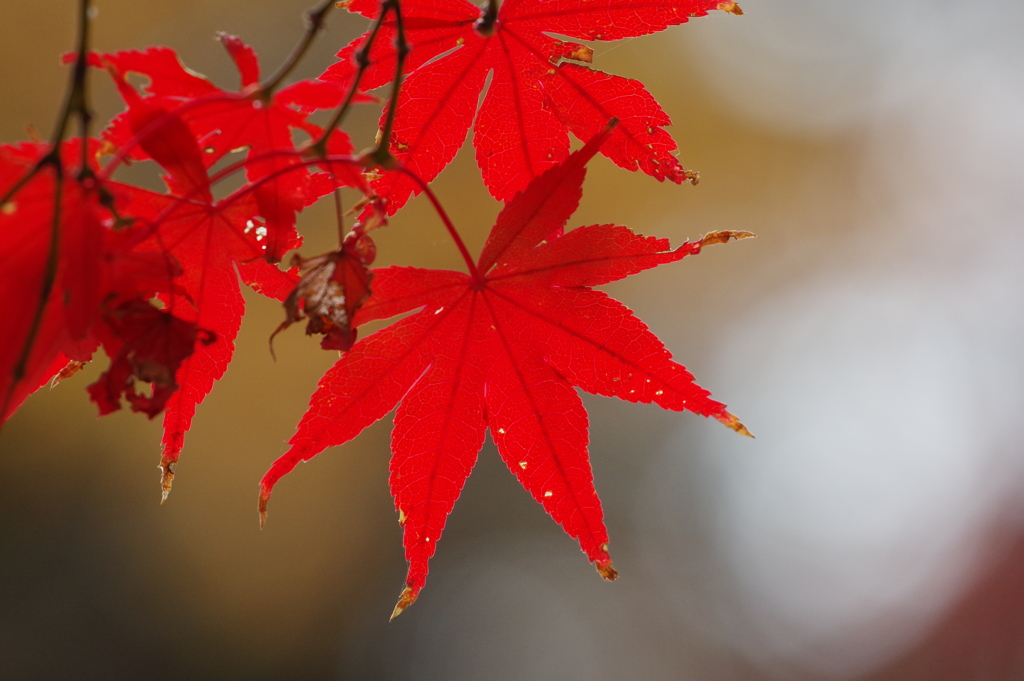 紅葉_蚕糸の森公園