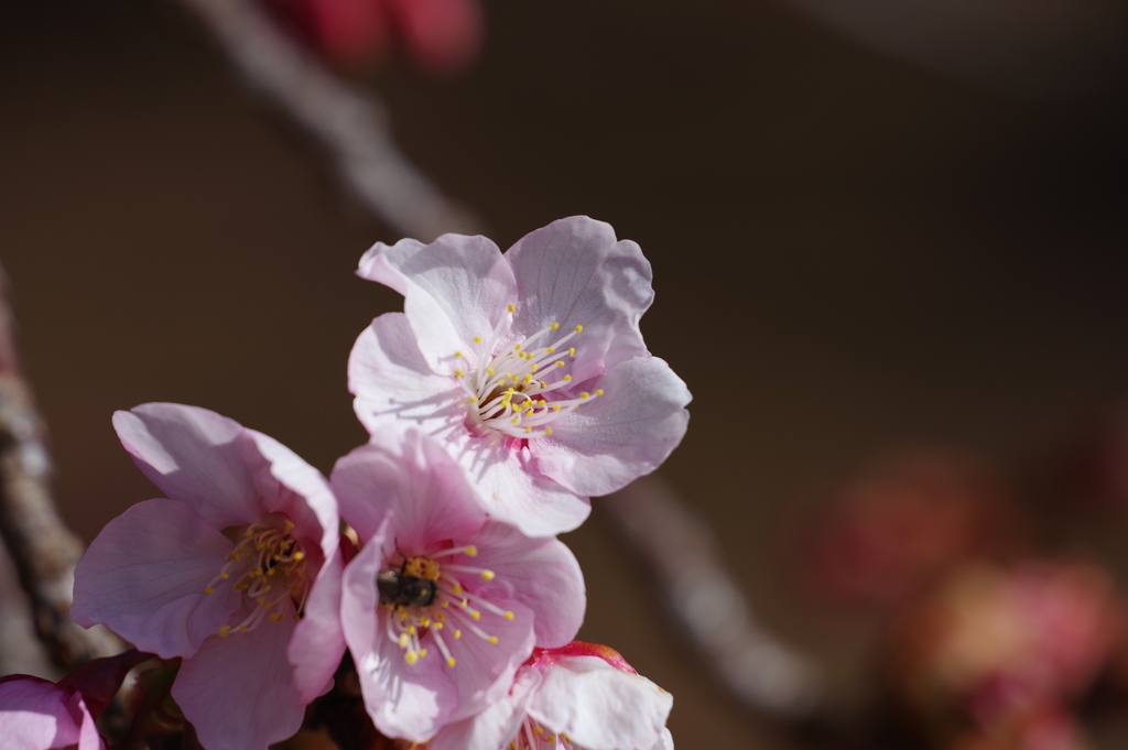 薩摩寒桜_新宿御苑