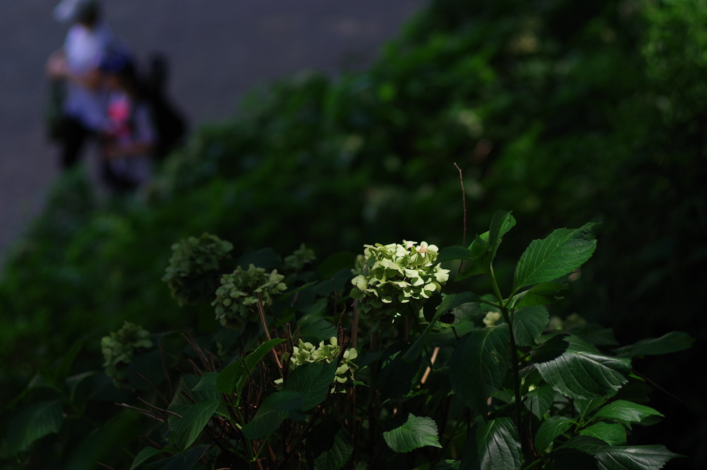 紫陽花_外濠公園
