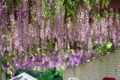 藤_神代植物公園