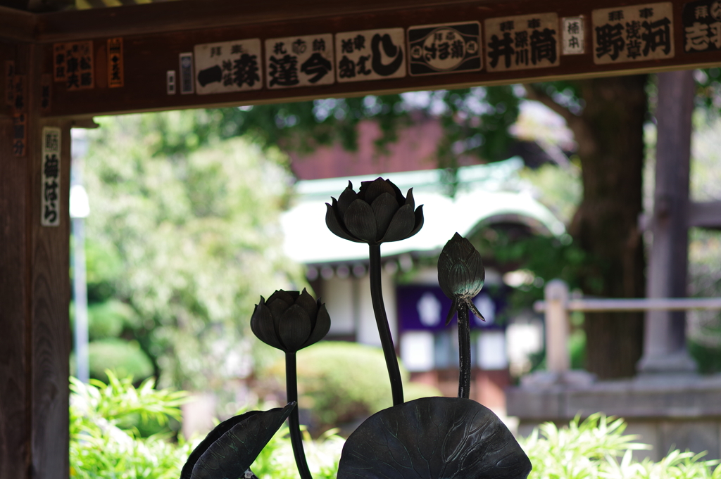 蓮華_手水舎_新井薬師