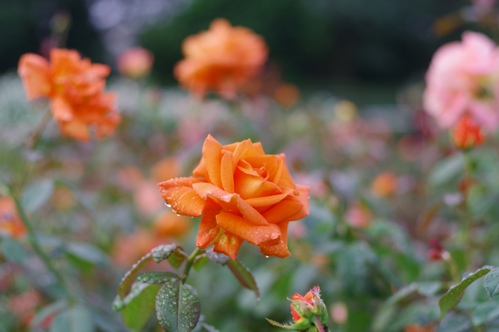 バラ_神代植物公園