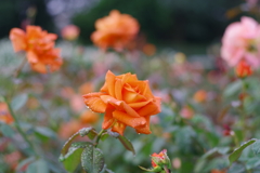 バラ_神代植物公園