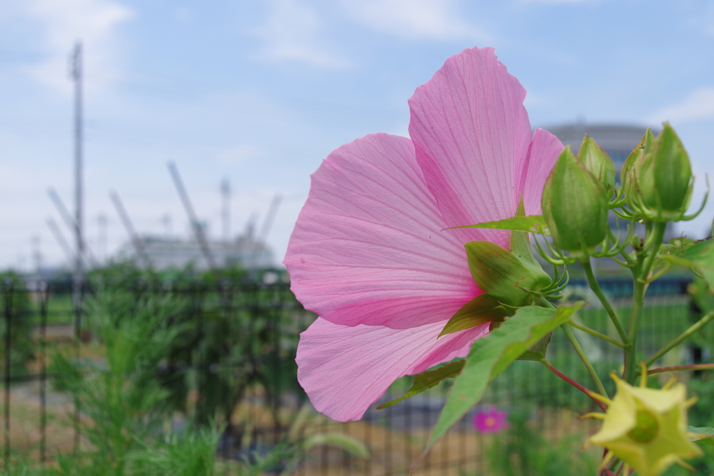 芙蓉_城山公園