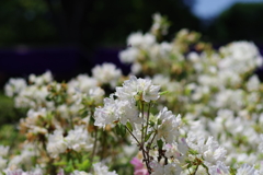 ツツジ_神代植物公園