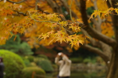 楓_新宿御苑