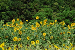 ひまわり_葛西臨海公園