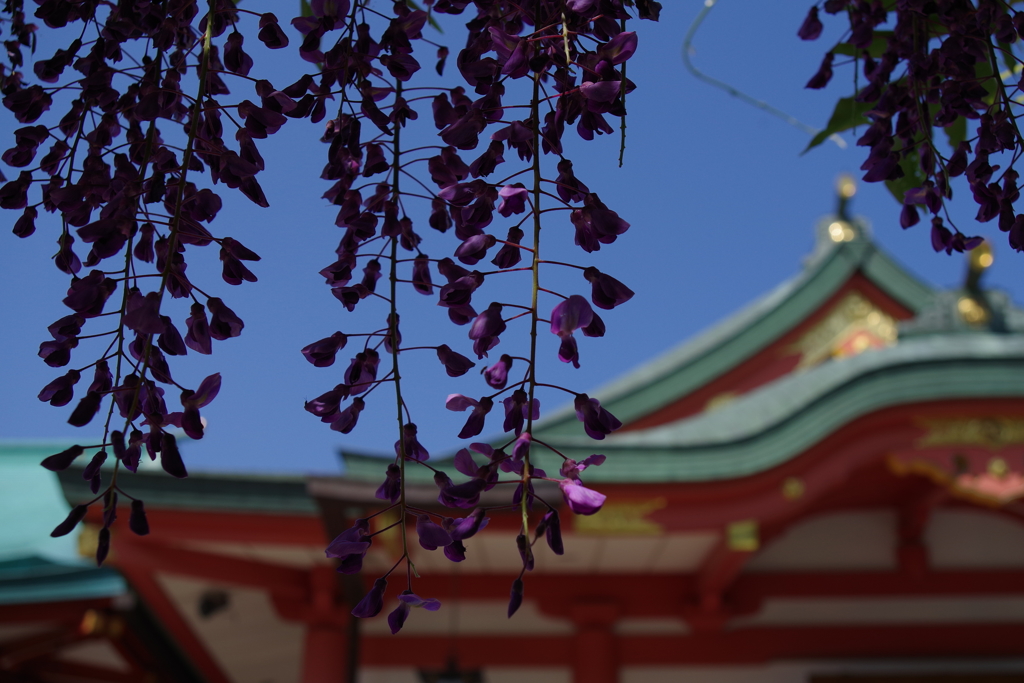 フジ_日枝神社