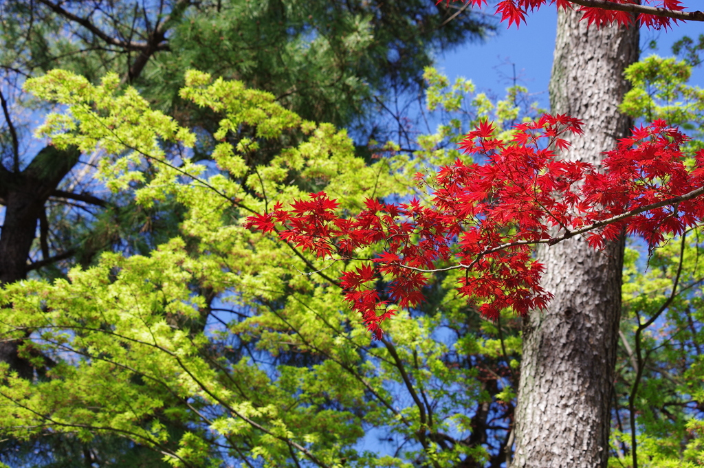 春紅葉_蚕糸の森公園