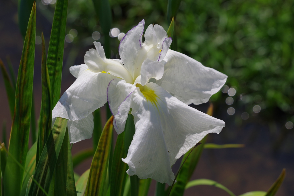 花菖蒲_二の丸庭園_皇居東御苑