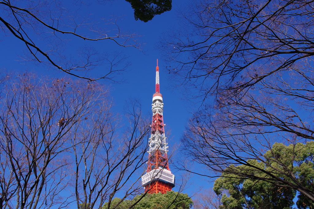 東京タワー_芝公園