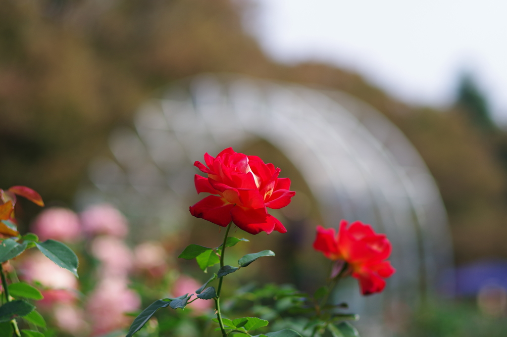 バラ_代々木公園