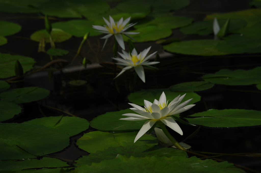 睡蓮_温室_神代植物公園