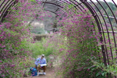 萩のトンネル_神代植物公園