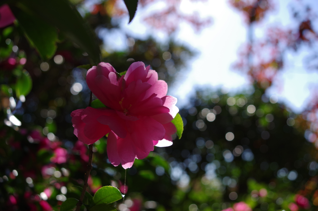 山茶花_国営昭和記念公園