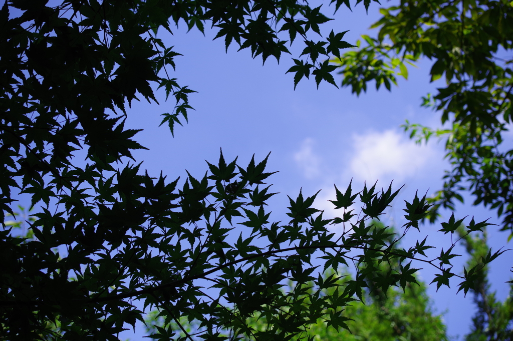楓