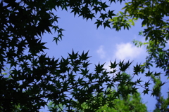 楓