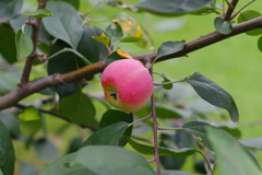 コウサカリンゴ_皇居東御苑