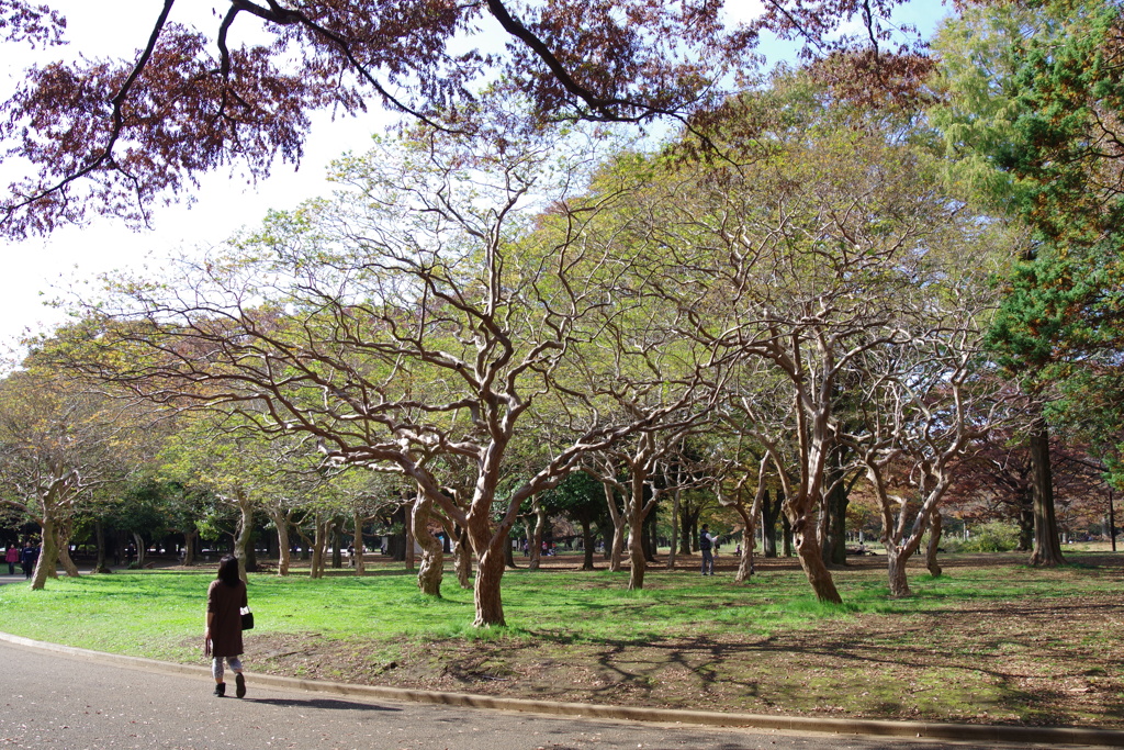 百日紅の踊り_代々木公園