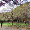 百日紅の踊り_代々木公園