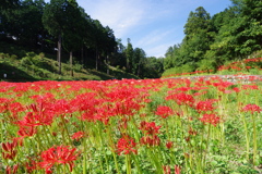 彼岸花_塩船観音