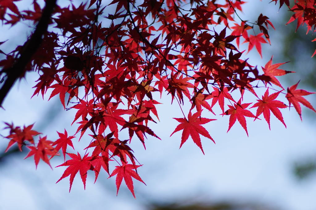 紅葉_代々木公園