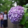 紫陽花_上野恩賜公園