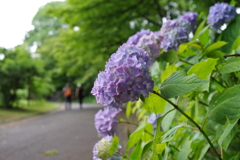 アジサイ_皇居東御苑